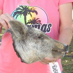 11" Preserved Georgia Wild Boar / Hog Head - $40