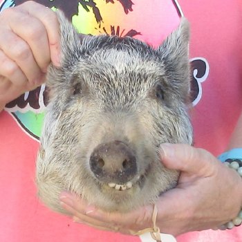 11" Preserved Georgia Wild Boar / Hog Head - $40