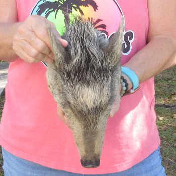 11" Preserved Georgia Wild Boar / Hog Head - $40