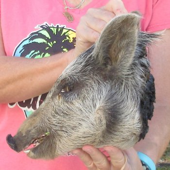 11" Preserved Georgia Wild Boar / Hog Head - $40