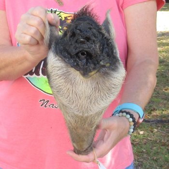 11" Preserved Georgia Wild Boar / Hog Head - $40