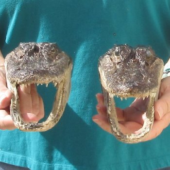 2pc B-Grade 7-1/2" Alligator Heads- $27/lot