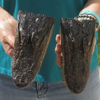 2pc B-Grade 7-1/2" Alligator Heads- $27/lot