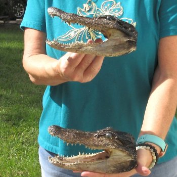 2pc B-Grade 7-1/2" Alligator Heads- $27/lot