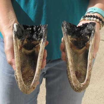 2pc B-Grade 7-1/2" Alligator Heads- $27/lot