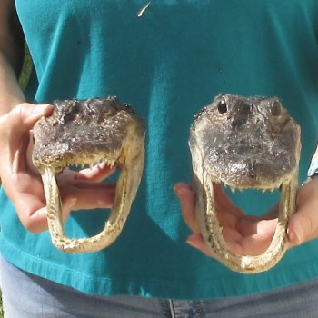 2pc B-Grade 8" & 8-3/4" Alligator Heads- $27/lot