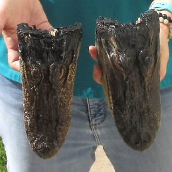 2pc B-Grade 8" & 8-3/4" Alligator Heads- $27/lot