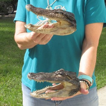 2pc B-Grade 8" & 8-3/4" Alligator Heads- $27/lot