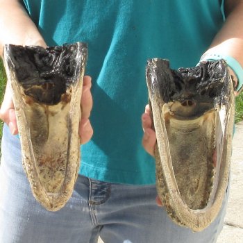 2pc B-Grade 8" & 8-3/4" Alligator Heads- $27/lot