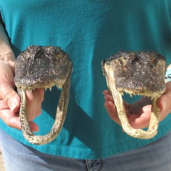 2pc B-Grade 7-3/4" Alligator Heads- $27/lot