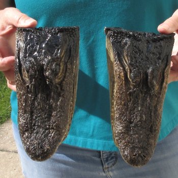 2pc B-Grade 7-3/4" Alligator Heads- $27/lot