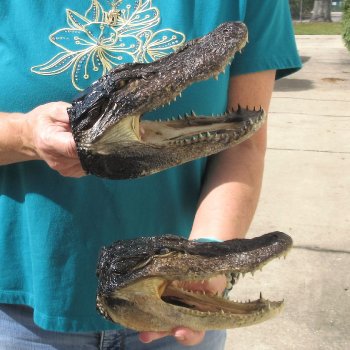 2pc B-Grade 7-3/4" Alligator Heads- $27/lot