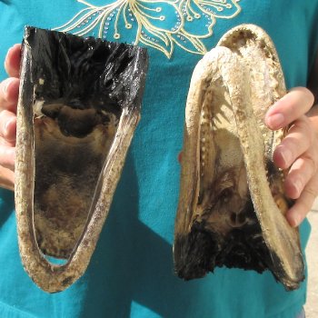 2pc B-Grade 7-3/4" Alligator Heads- $27/lot