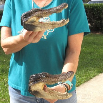 2pc B-Grade 7-1/2" Alligator Heads- $27/lot