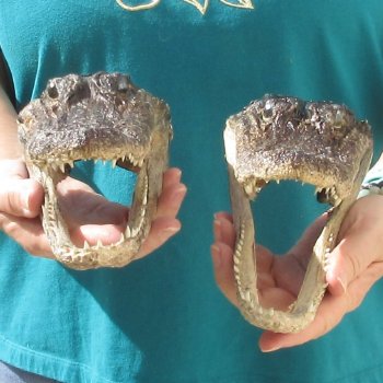 2pc B-Grade 7-1/2" Alligator Heads- $27/lot
