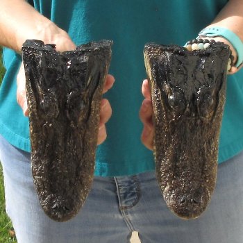 2pc B-Grade 7-1/2" Alligator Heads- $27/lot