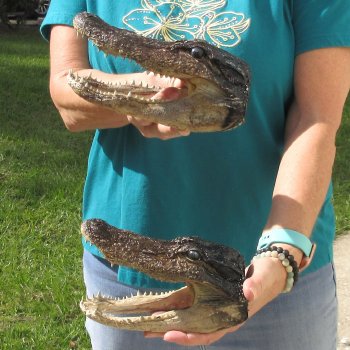 2pc B-Grade 7-1/2" Alligator Heads- $27/lot