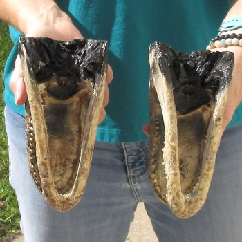 2pc B-Grade 7-1/2" Alligator Heads- $27/lot