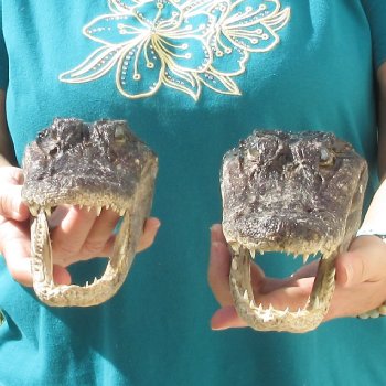 2pc B-Grade 8" Alligator Heads- $27/lot