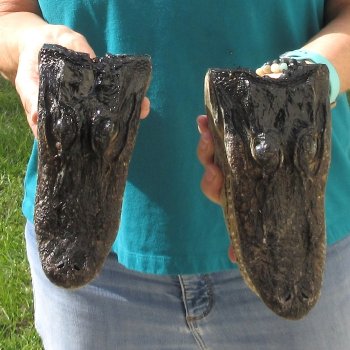 2pc B-Grade 8" Alligator Heads- $27/lot