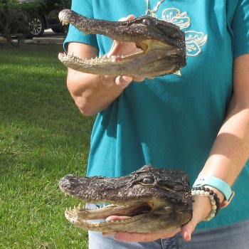 2pc B-Grade 8" Alligator Heads- $27/lot