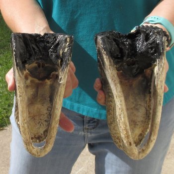2pc B-Grade 8" Alligator Heads- $27/lot