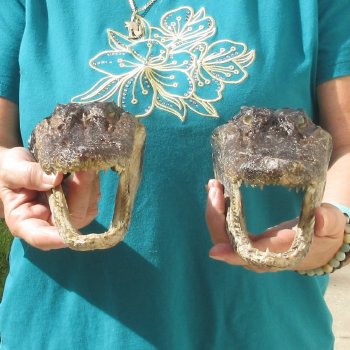 2pc B-Grade 8" Alligator Heads- $27/lot