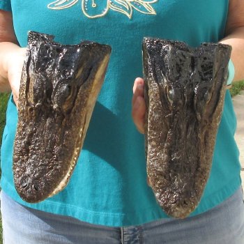 2pc B-Grade 8" Alligator Heads- $27/lot