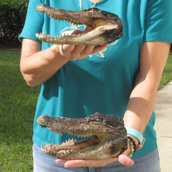 2pc B-Grade 8" Alligator Heads- $27/lot