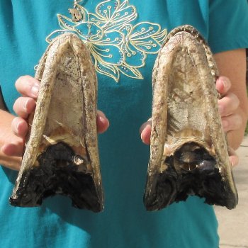 2pc B-Grade 8" Alligator Heads- $27/lot