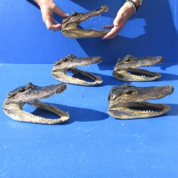 5 pc lot of 6-3/4 t...