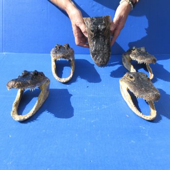 5 pc lot of 6-3/4 to 7-1/2 inch Alligator Heads, available for sale $53/lot