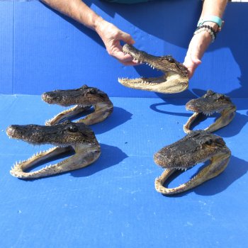 5 pc lot of 6-3/4 to 7-1/2 inch Alligator Heads, available for sale $53/lot