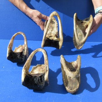 5 pc lot of 6-3/4 to 7-1/2 inch Alligator Heads, available for sale $53/lot