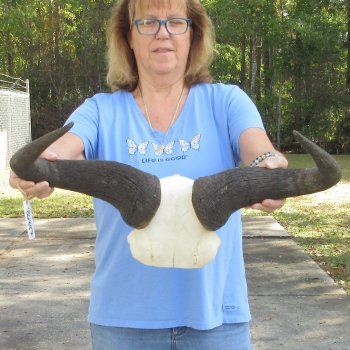 Blue Wildebeest Skull Plate with 21-3/4" Horn Spread - $45