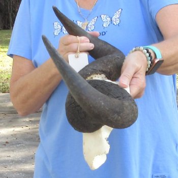 Blue Wildebeest Skull Plate with 21-3/4" Horn Spread - $45