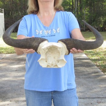 Blue Wildebeest Skull Plate with 21-3/4" Horn Spread - $45