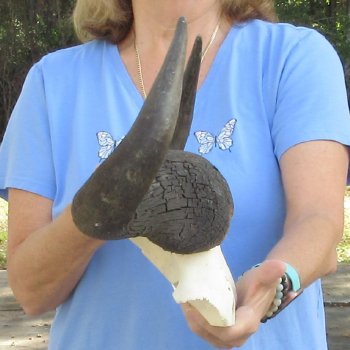Blue Wildebeest Skull Plate with 21-3/4" Horn Spread - $45