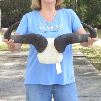 Blue Wildebeest Skull Plate with 22" Horn Spread - $45