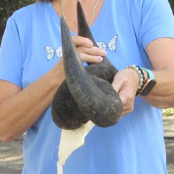 Blue Wildebeest Skull Plate with 22" Horn Spread - $45