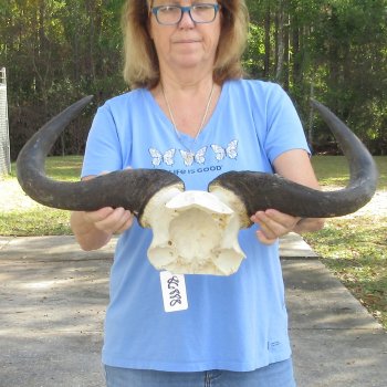Blue Wildebeest Skull Plate with 22" Horn Spread - $45