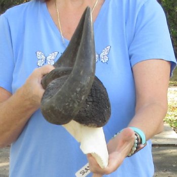 Blue Wildebeest Skull Plate with 22" Horn Spread - $45