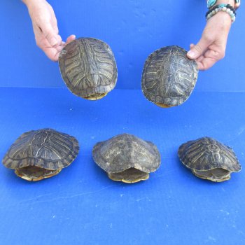 5" to 6" Red Eared Slider Turtle Shells, 5pc lot - $65