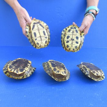 5" to 6" Red Eared Slider Turtle Shells, 5pc lot - $65