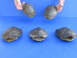5" to 6" Red Eared Slider Turtle Shells, 5pc lot - $65