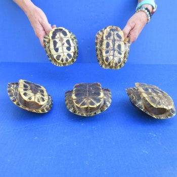 5" to 6" Red Eared Slider Turtle Shells, 5pc lot - $65