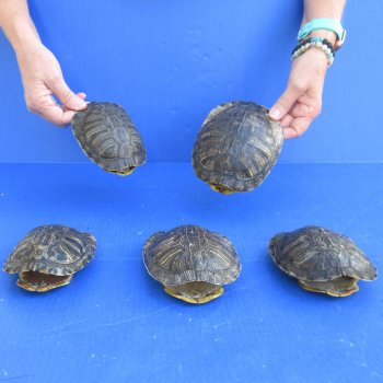 5" to 6" Red Eared Slider Turtle Shells, 5pc lot - $65