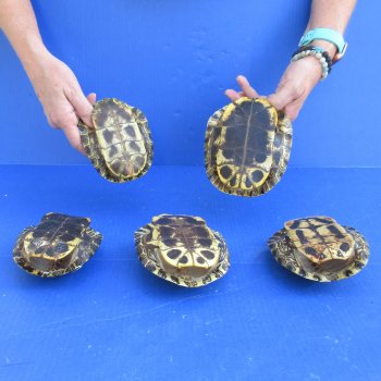 5" to 6" Red Eared Slider Turtle Shells, 5pc lot - $65