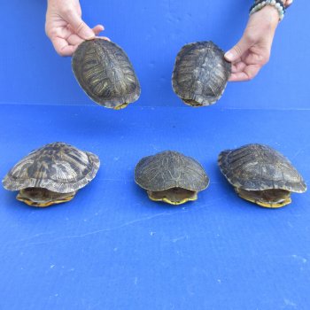 5" to 6" Red Eared Slider Turtle Shells, 5pc lot - $65