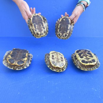 5" to 6" Red Eared Slider Turtle Shells, 5pc lot - $65